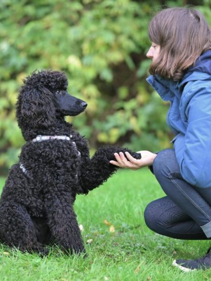 Certyfikat Eksperta W Zakresie Zasad Szkolenia Psa I Technik Z Użyciem Smyczy I Bez Smyczy