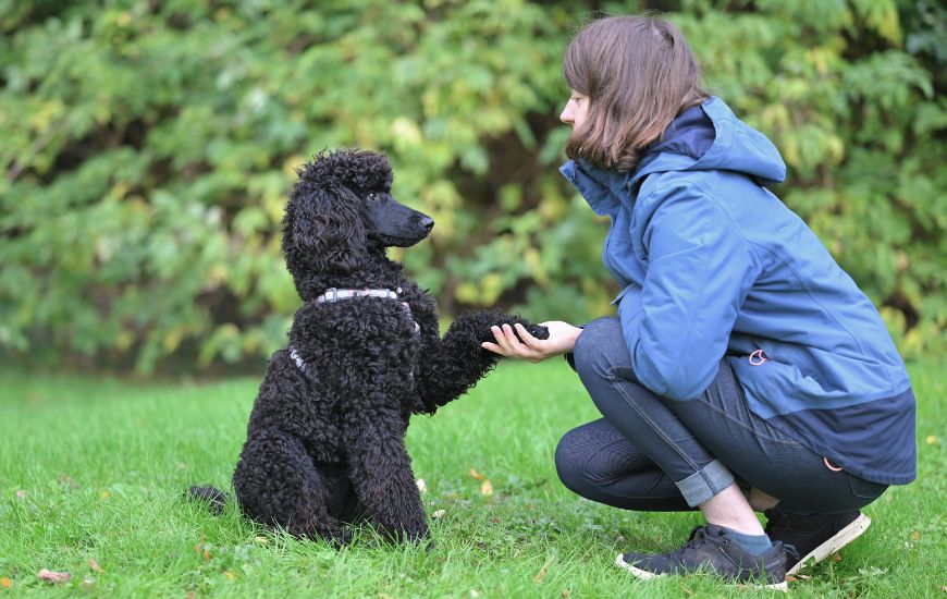 certyfikat-eksperta-w-zakresie-zasad-skolenia-psa-i-technik-z-uzyciem-smyczy-i-bez-smyczy