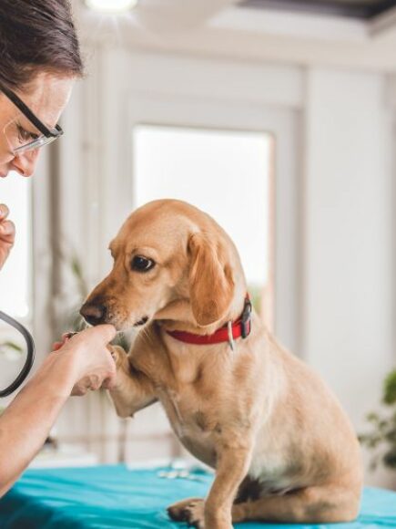 Asystent Weterynarii – Dyplom Poświadczony Przez Notariusza Europejskiego –